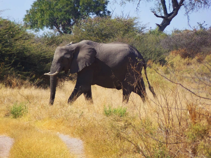 an elephant walking on the road to some trees