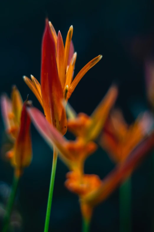 this po is blurred and shows the back part of a flower