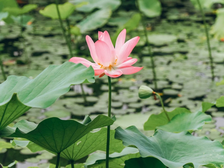 the pink lotus is blooming among green leaves