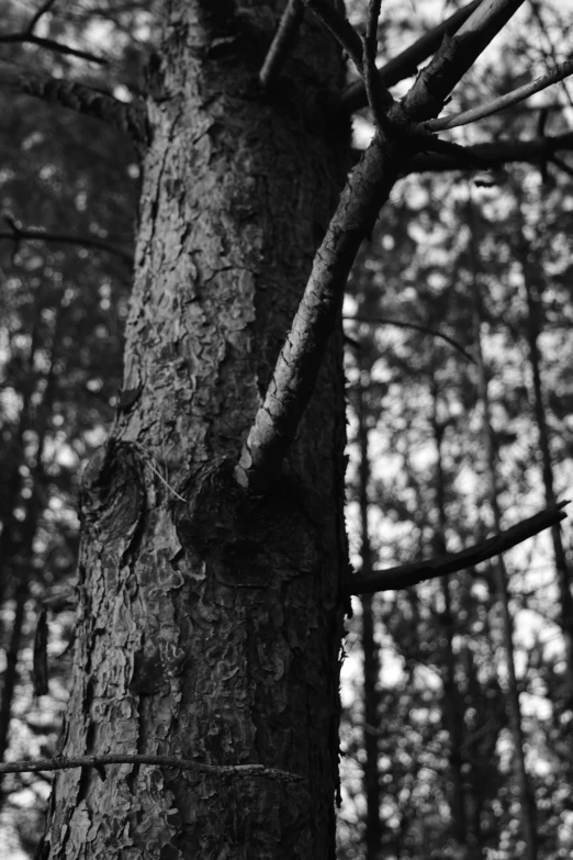 a very old tree in a big forest