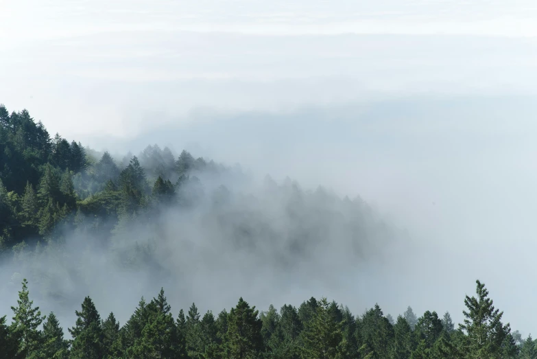 a view of a foggy forest with high trees