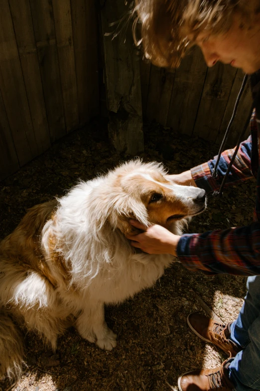 a person bending down to pet a small dog