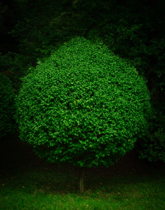 green tree in front of shrub with dark trees