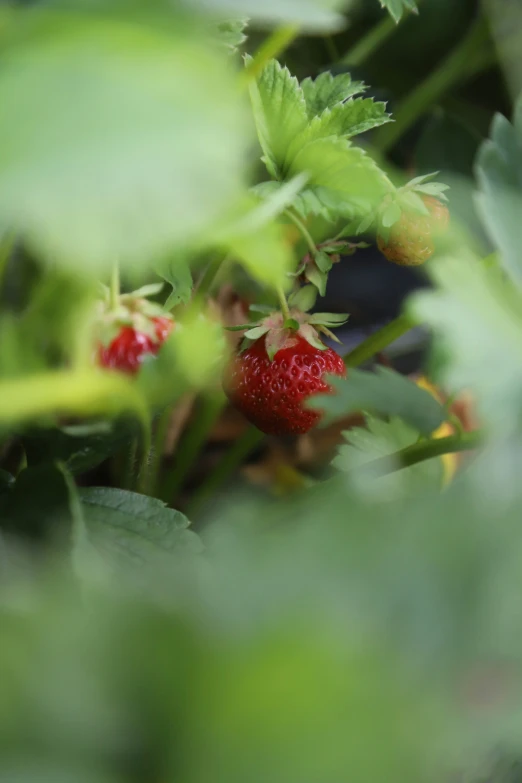 the berry clusters and leafy green leaves are visible