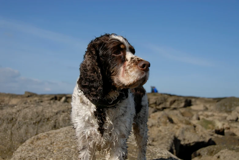 a dog looking at soing while standing on top of some rocks