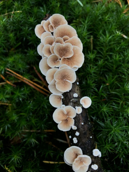 the long cluster of mushrooms is on a tree nch