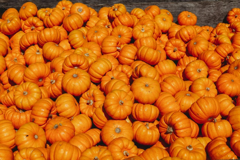 a bunch of orange pumpkins piled together and piled up