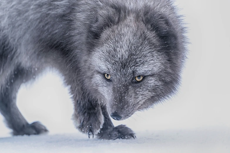 a lone gray wolf standing next to its mother