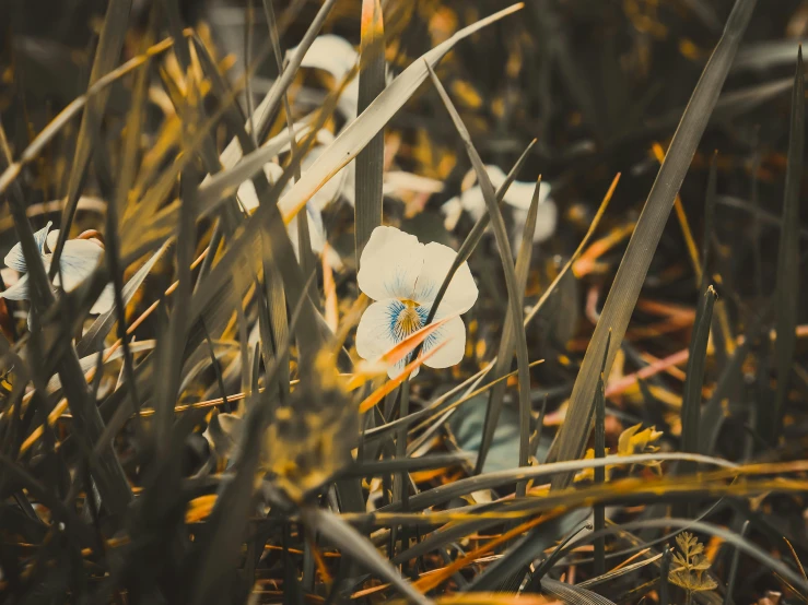 there is a small white flower with blue centers in the grass