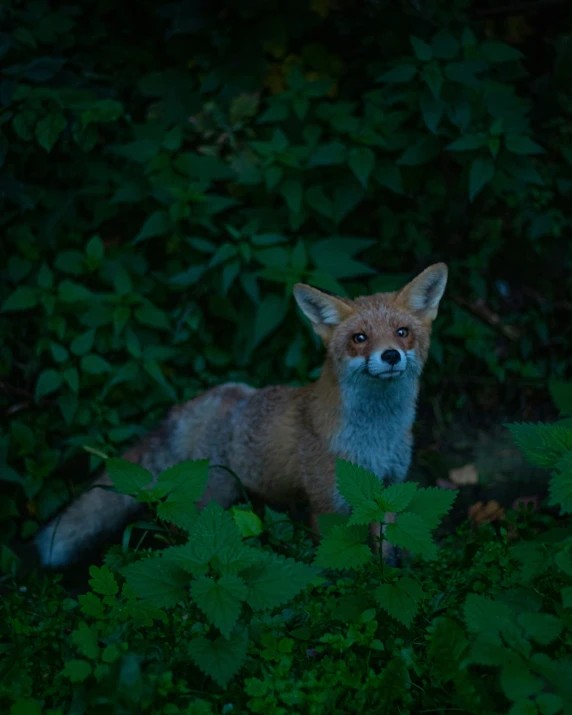 a red fox is in the bushes with bushes around it