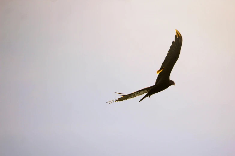 black bird flying in a clear blue sky