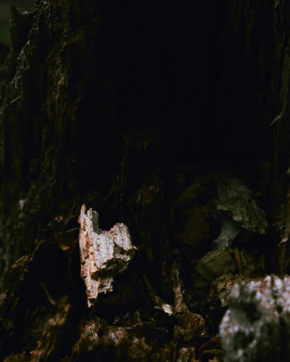 an animal standing on the ground with a wood in the background