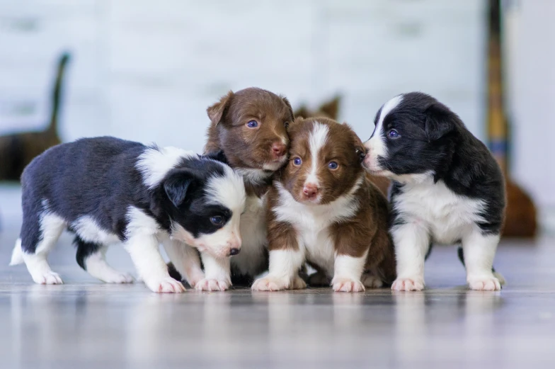 four puppies playing together on the floor