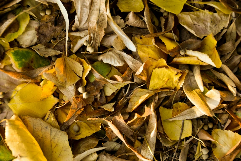 a close up s of leaves scattered on the ground