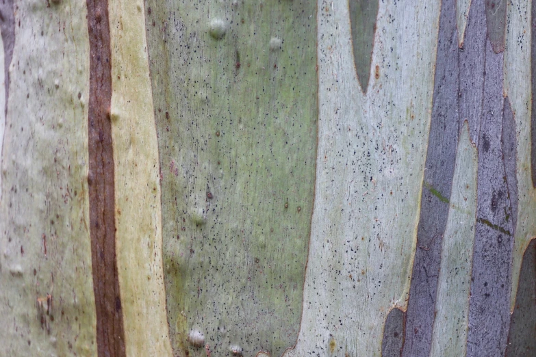 closeup of the bark of a tree