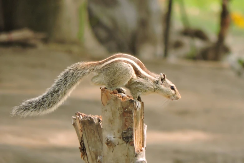 a chipmun sitting on top of a piece of wood