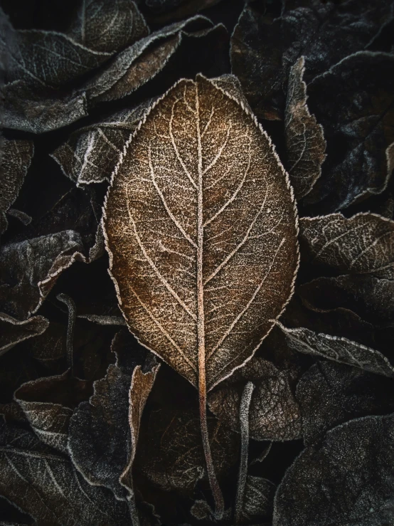 a dried leaf that is sitting on some velvet