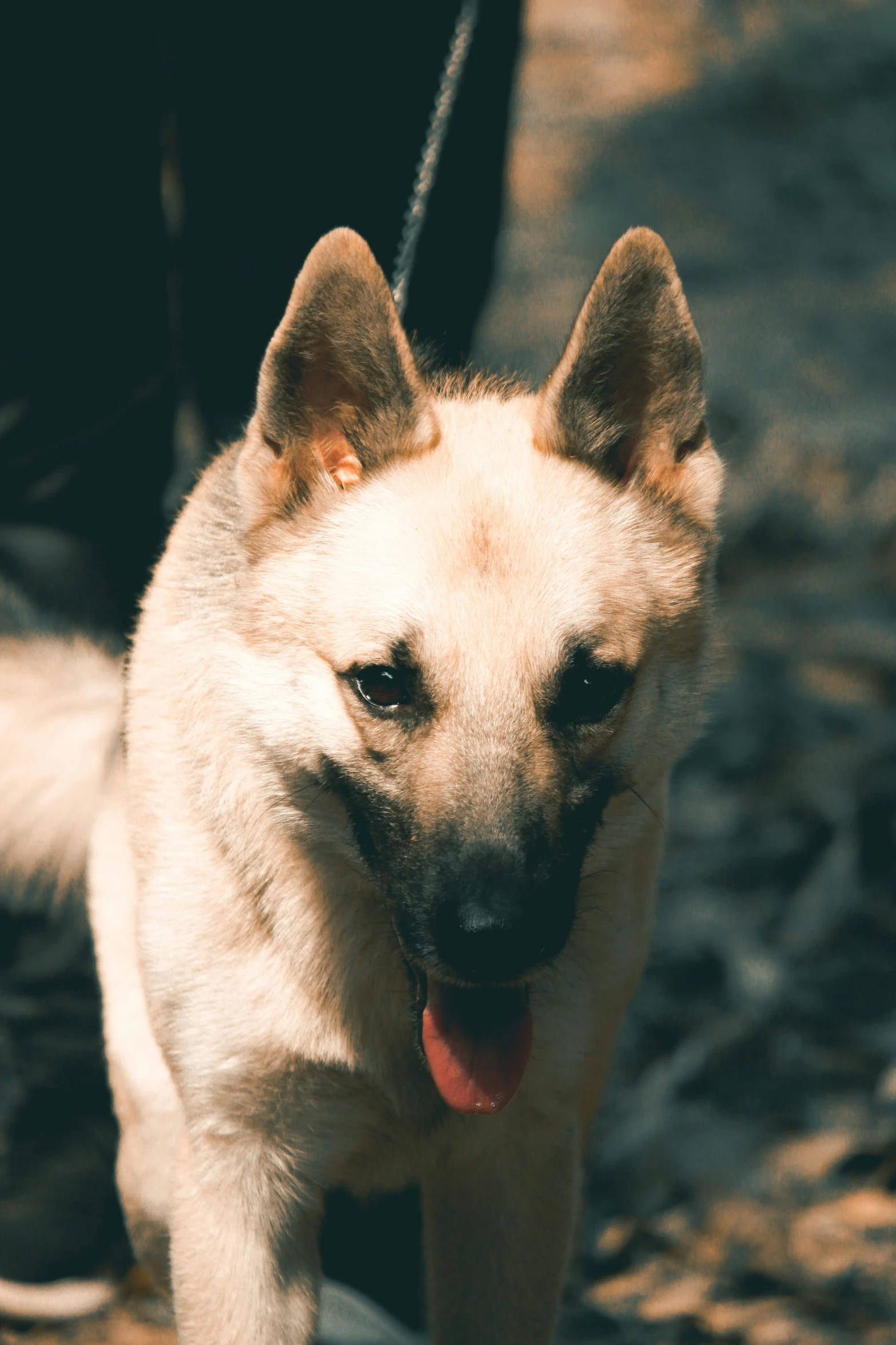 a tan dog with a white face looks forward