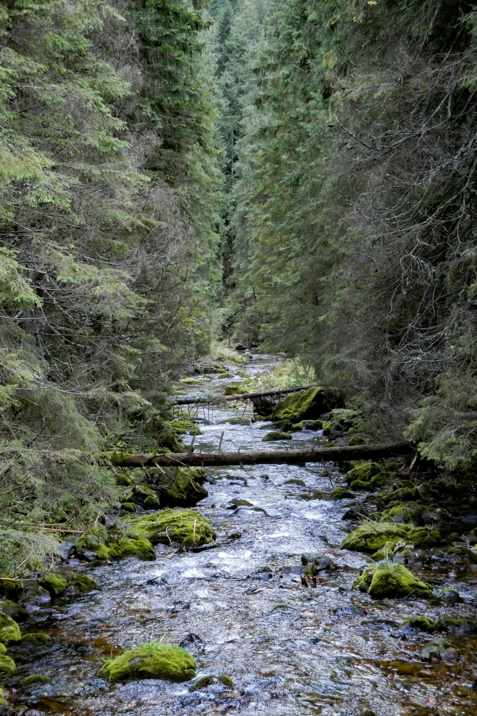 a small stream in a wooded area with trees