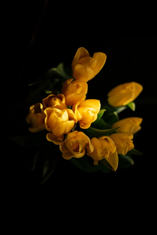 a bunch of yellow flowers with dark background