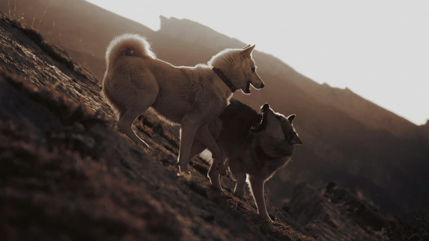 two dogs standing on a mountain side near each other