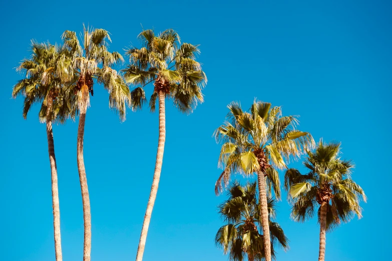 a clear blue sky with three tall palm trees