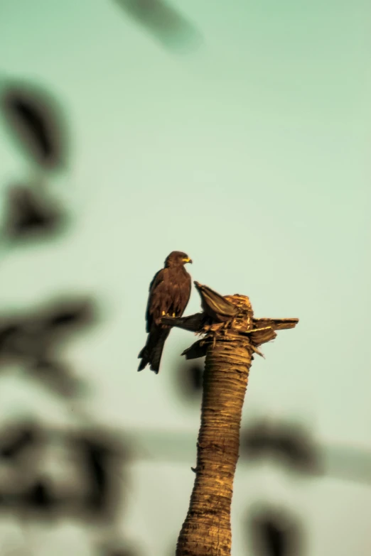 an image of a bird that is sitting on a pole