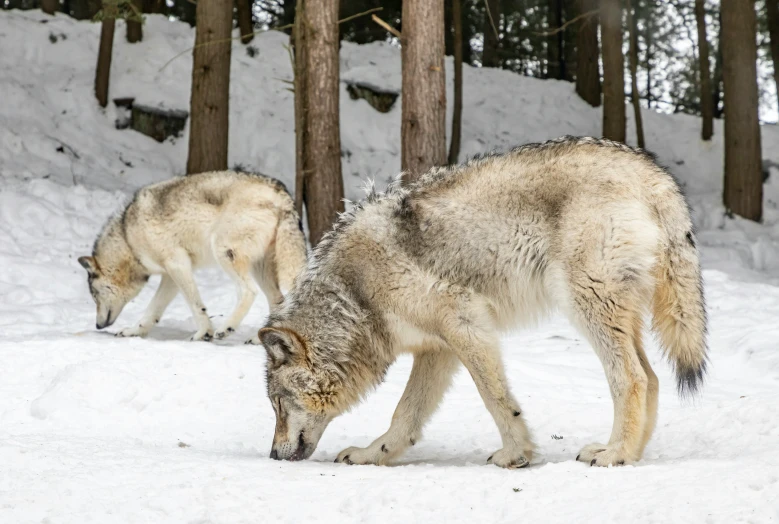 two wolfs eating soing off the ground in a snowy forest