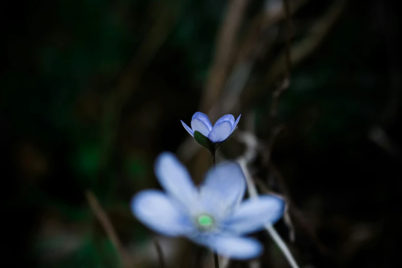 the small blue flowers are all blooming together