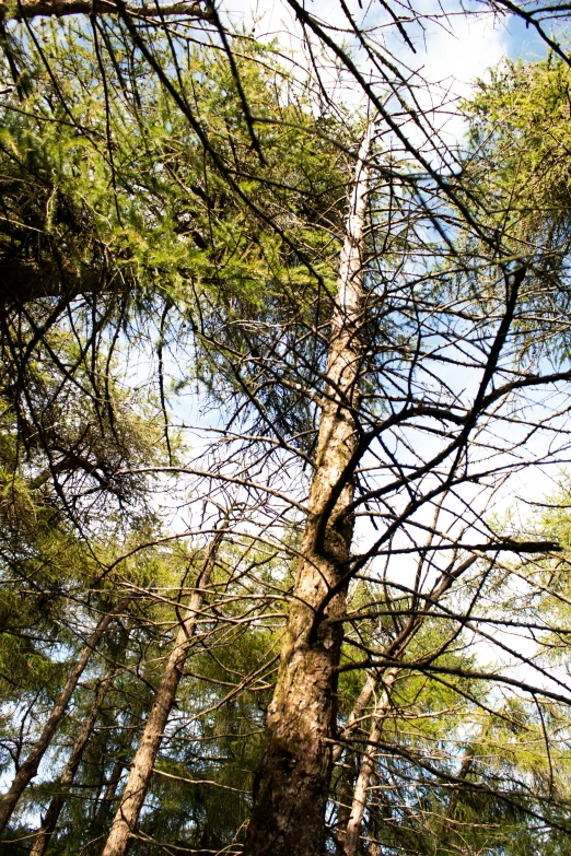 a bench is in the foreground between several trees