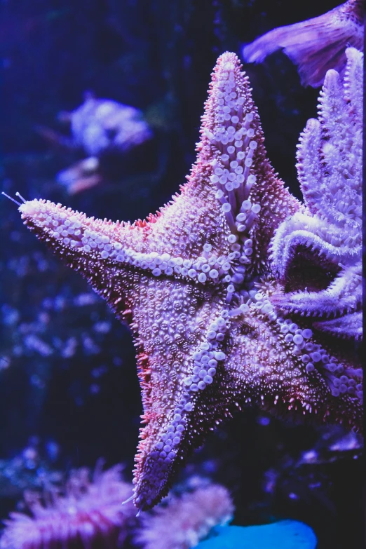 a very pretty starfish in the dark blue ocean