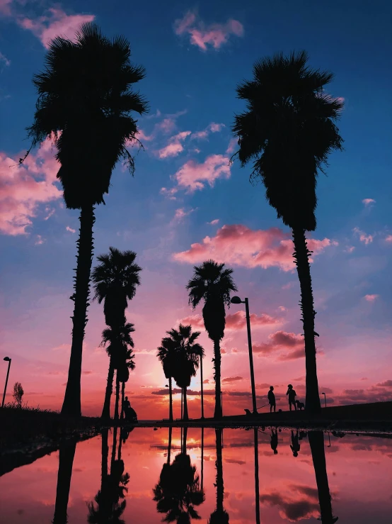 palm trees against a blue and pink sunset