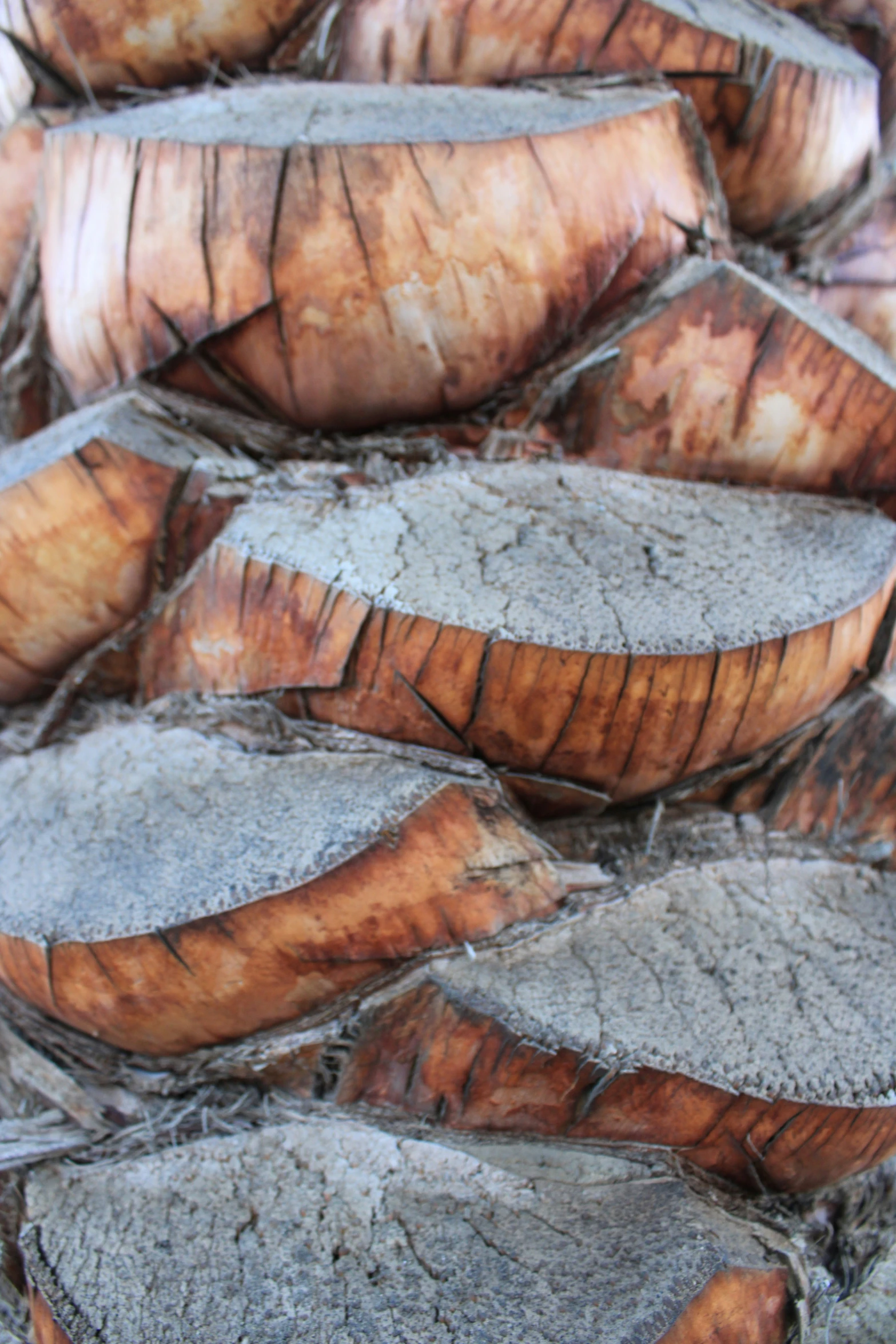 several slices of wood cut into circles together