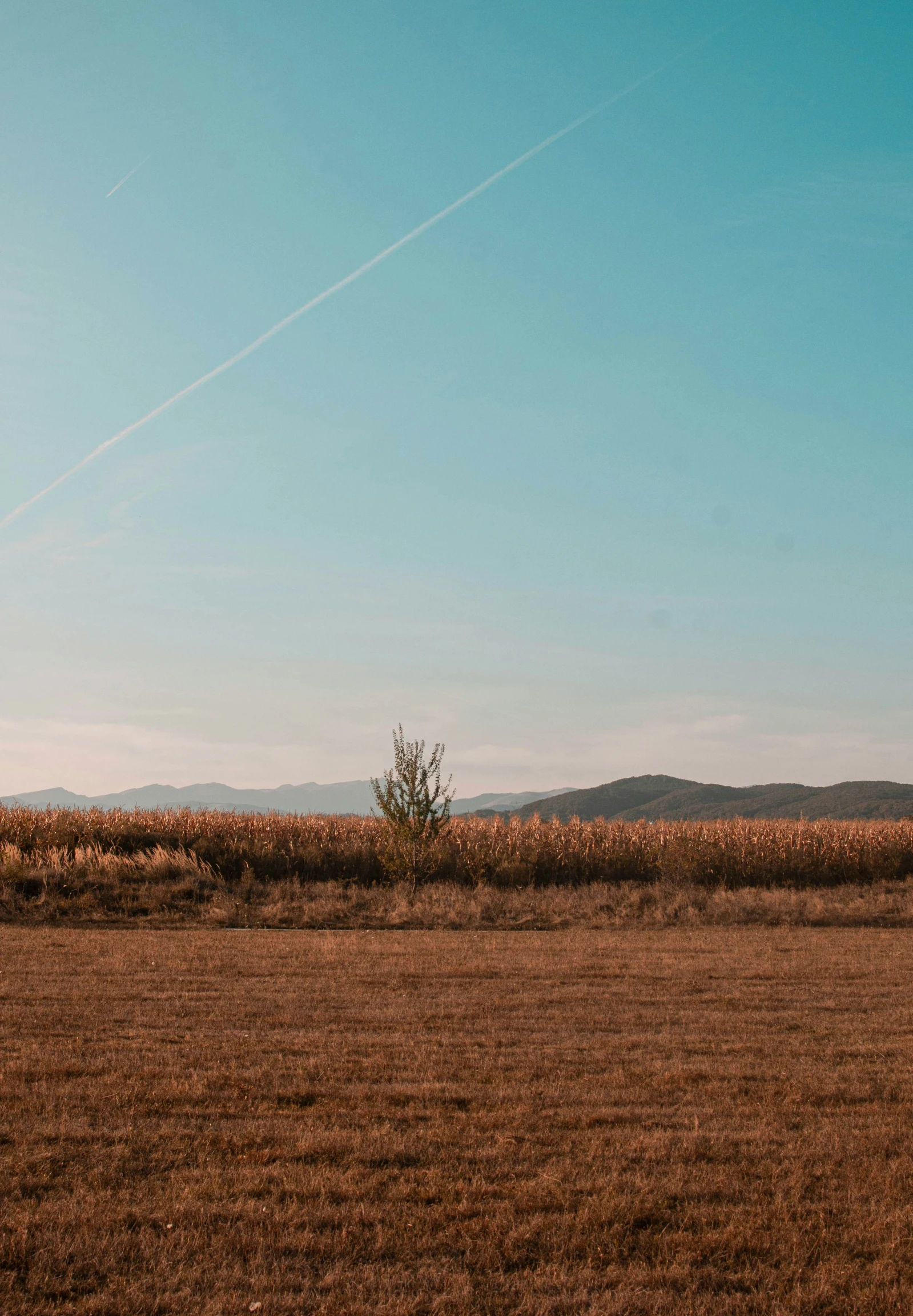 a single ze in an open plain with blue skies