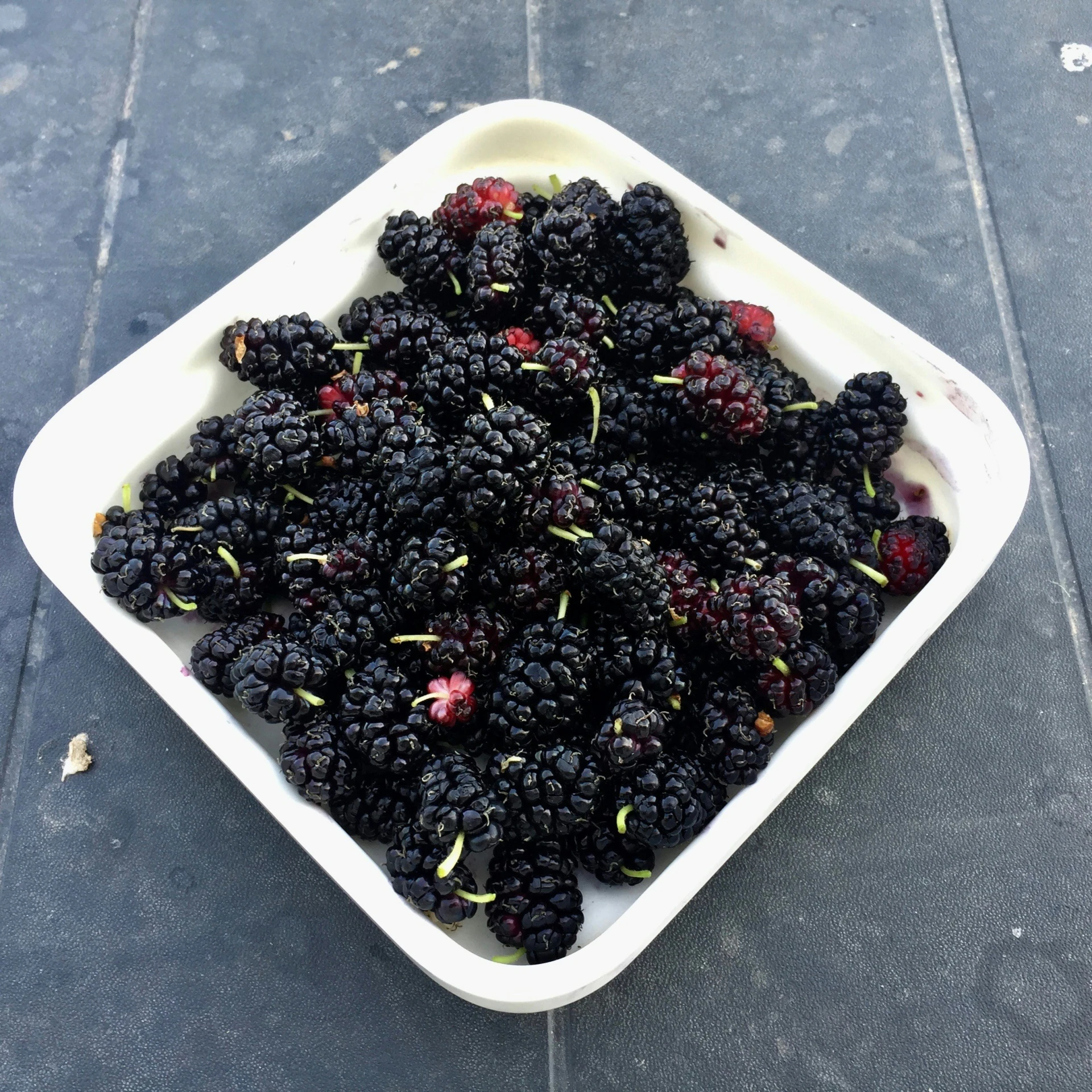 blackberries and yellow sprouts in a white bowl