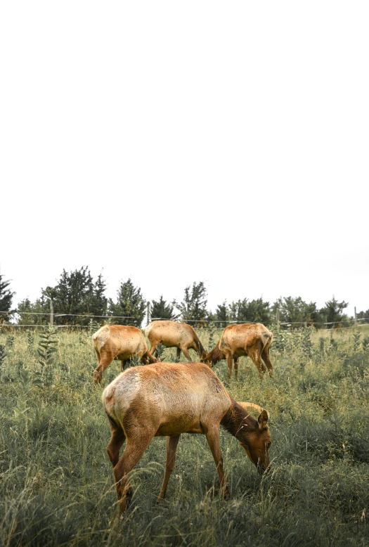 brown animals grazing on grass in the middle of a field