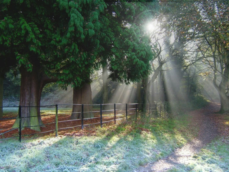 sunbeams shining through trees in a field near a fence