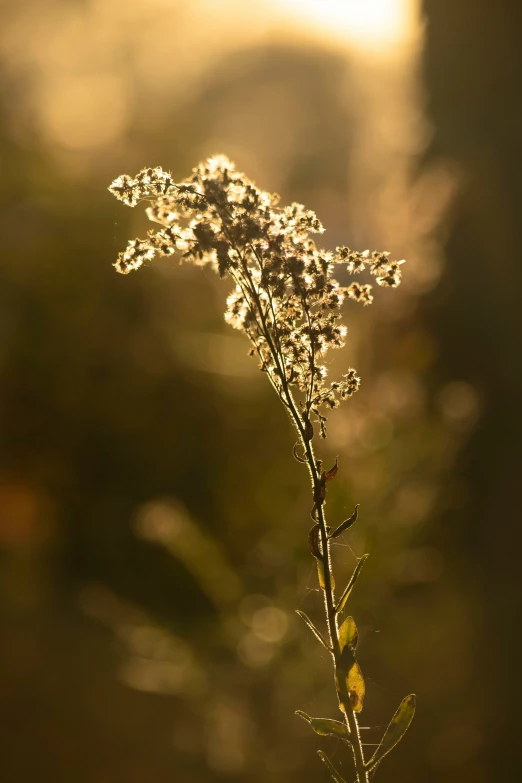 a plant with the sun shining through