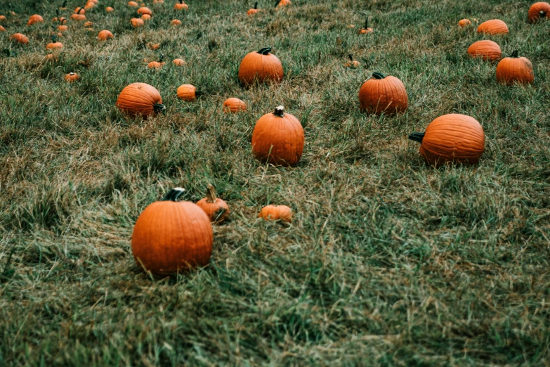 several pumpkins sit in the grass and are all orange