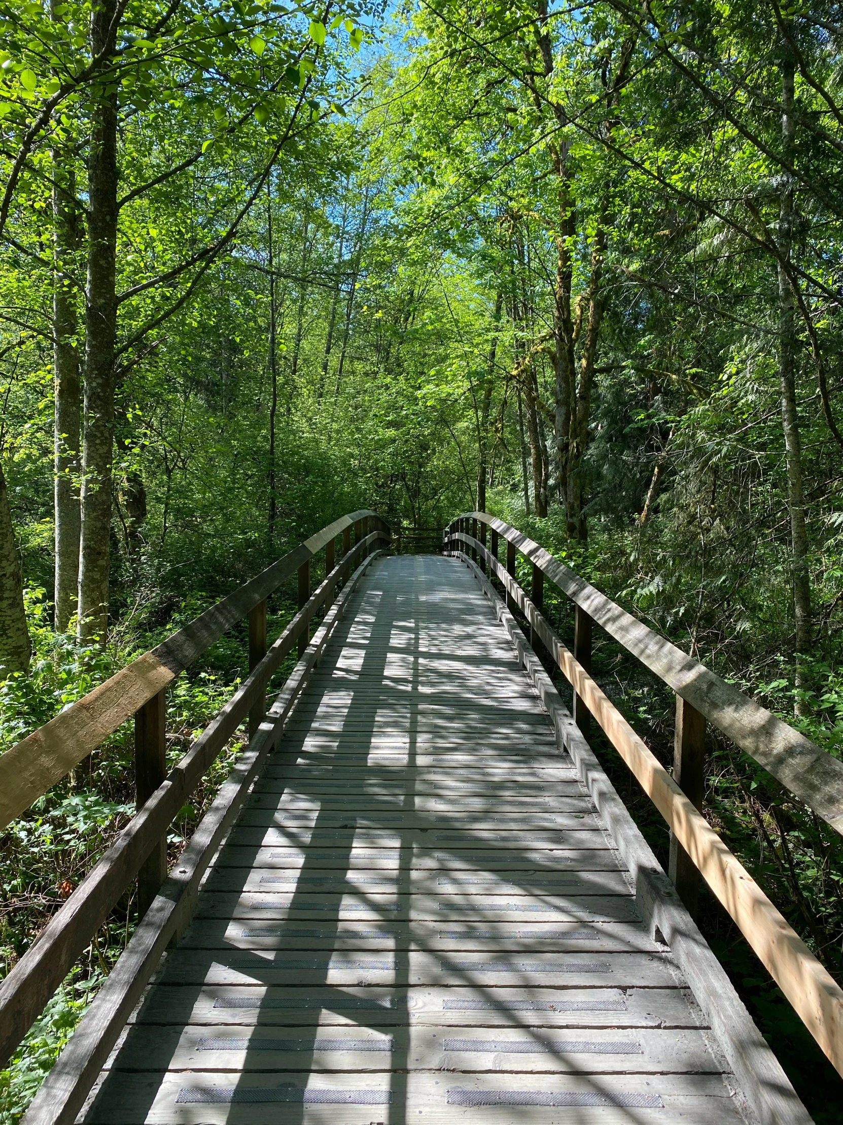 there is a walkway between trees that are much taller than the ground