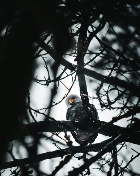 an eagle perches in the nches of a tree