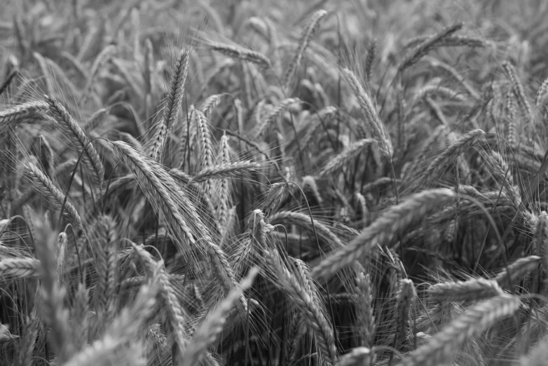 a black and white po of ripe grain