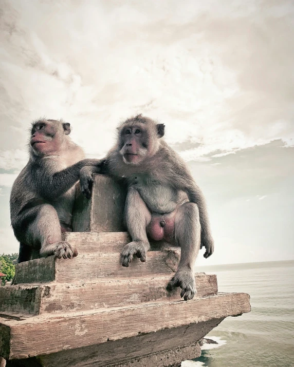 two monkeys are sitting on a ledge beside the ocean