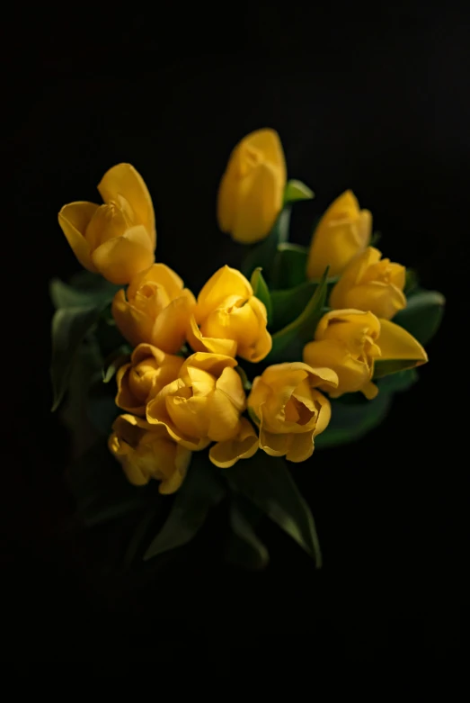 yellow tulips against a black background on display