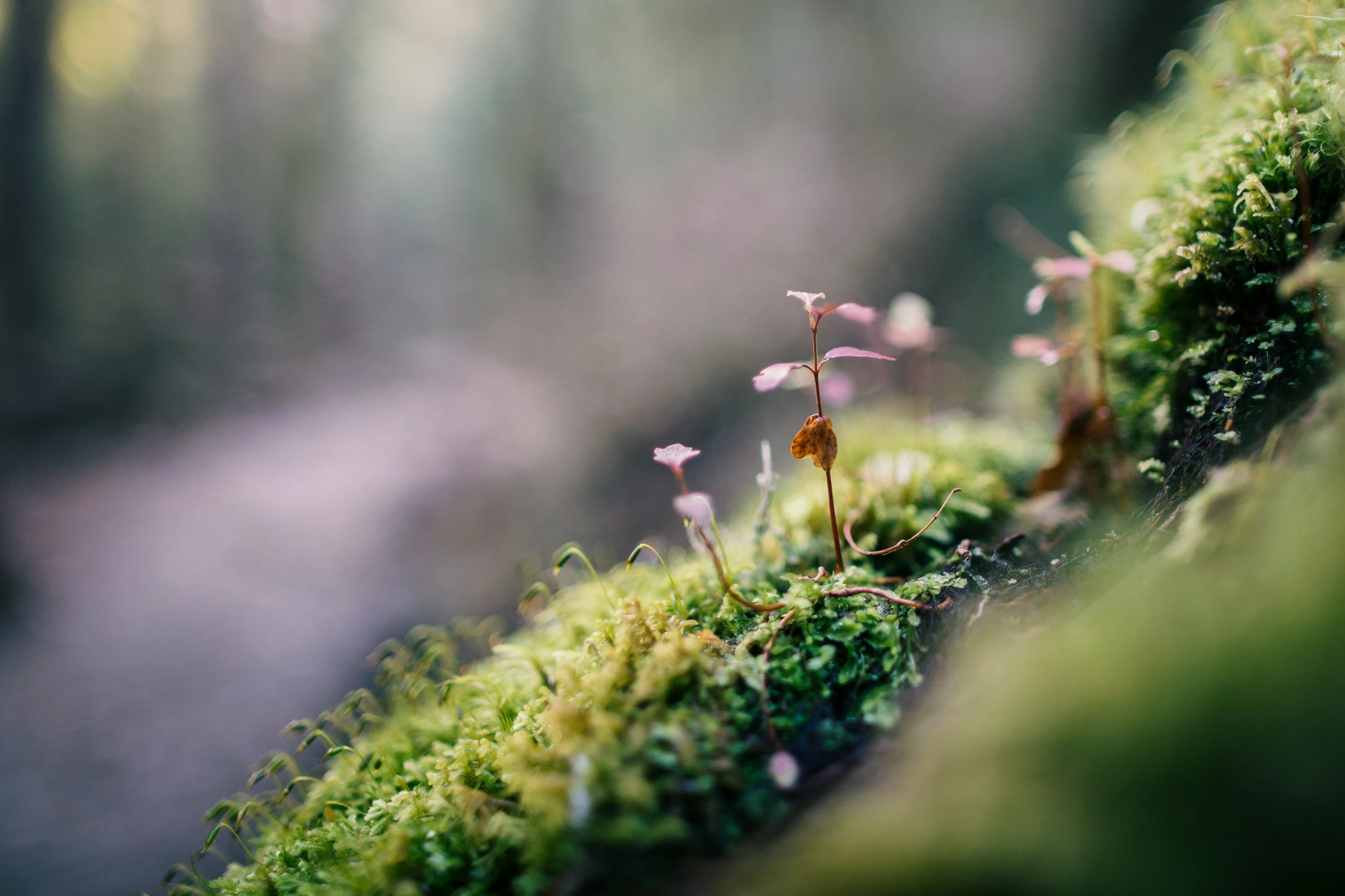 a group of tiny pink flowers growing on top of green moss