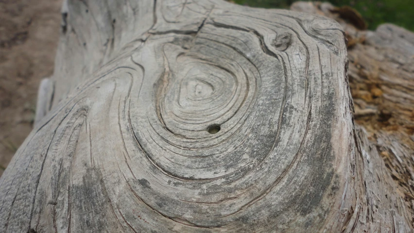 an old tree stump with a circular pattern