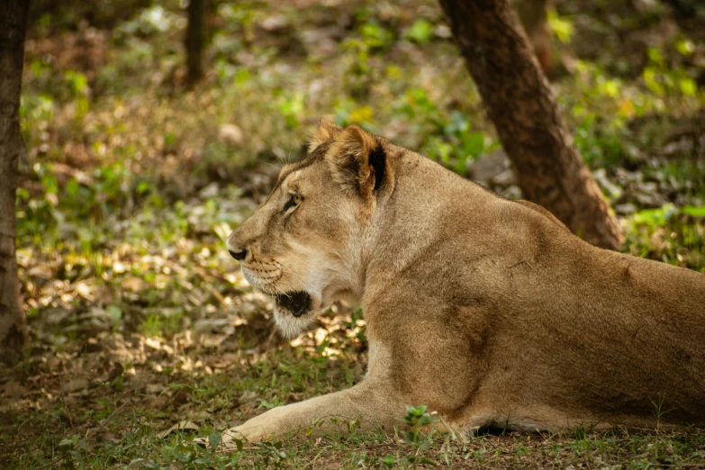 there is a large adult lion that is laying down