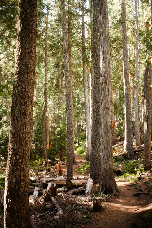 a dirt path splits through the trees in a forest