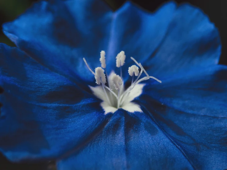 a closeup of a blue flower with a green background