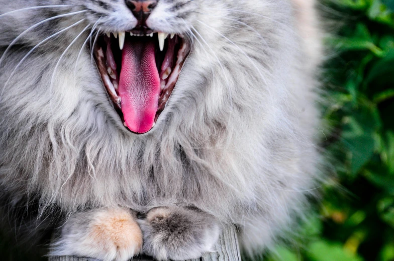 the large gray cat has its mouth open and is looking to the side